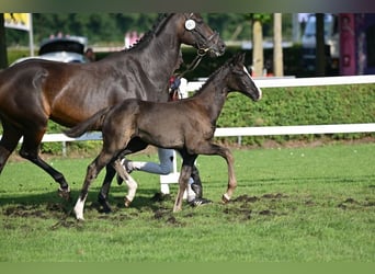 German Sport Horse, Mare, Foal (05/2025), Black