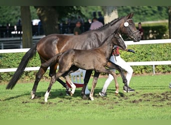 German Sport Horse, Mare, Foal (05/2025), Black