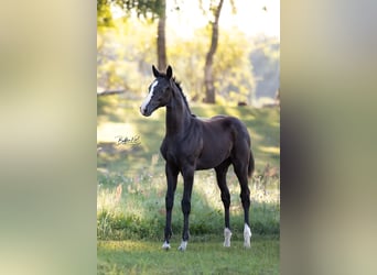 German Sport Horse, Mare, Foal (05/2025), Black