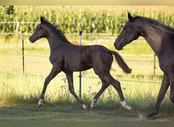 German Sport Horse, Mare, Foal (05/2025), Black