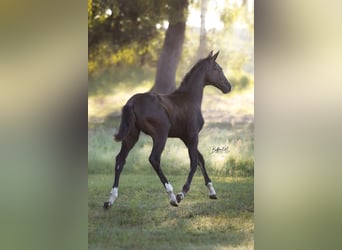 German Sport Horse, Mare, Foal (05/2025), Black