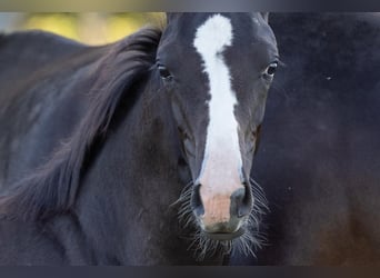 German Sport Horse, Mare, Foal (05/2025), Black