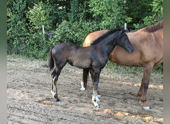 German Sport Horse, Mare, Foal (05/2026), Black