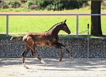 German Sport Horse, Mare, Foal (05/2025), Black