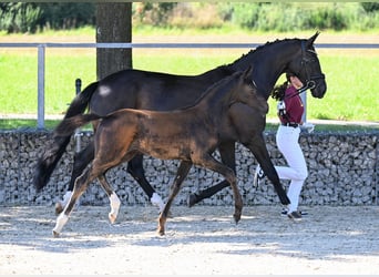 German Sport Horse, Mare, Foal (05/2025), Black