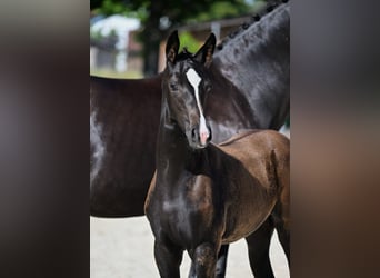 German Sport Horse, Mare, Foal (05/2025), Black