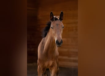 German Sport Horse, Mare, Foal (05/2025), Brown