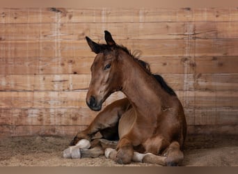 German Sport Horse, Mare, Foal (05/2025), Brown