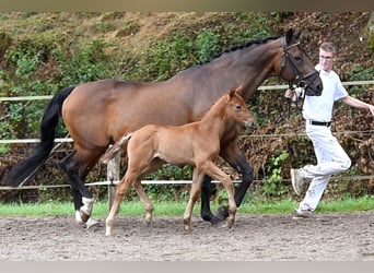 German Sport Horse, Mare, Foal (06/2025), Brown