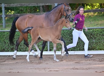 German Sport Horse, Mare, Foal (04/2023), Brown