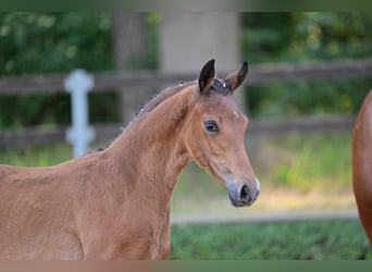 German Sport Horse, Mare, Foal (04/2023), Brown