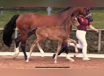 German Sport Horse, Mare, Foal (04/2024), Brown