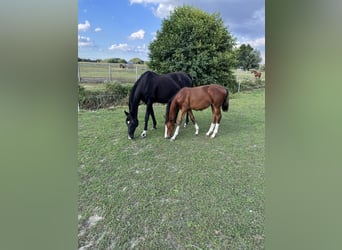 German Sport Horse, Mare, Foal (04/2026), Brown