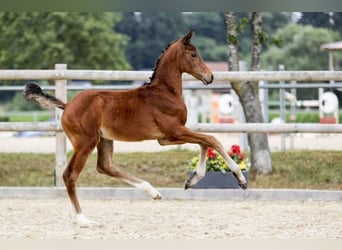 German Sport Horse, Mare, Foal (05/2025), Brown