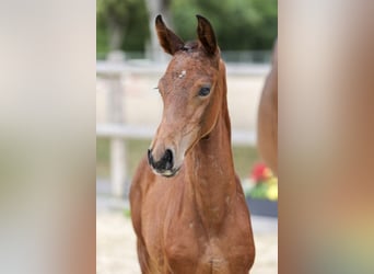 German Sport Horse, Mare, Foal (05/2025), Brown