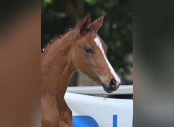 German Sport Horse, Mare, Foal (04/2025), Brown