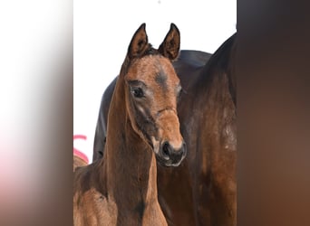 German Sport Horse, Mare, Foal (04/2025), Brown