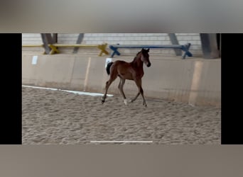 German Sport Horse, Mare, Foal (04/2024), Brown