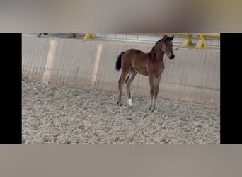 German Sport Horse, Mare, Foal (04/2024), Brown