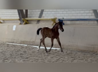 German Sport Horse, Mare, Foal (04/2024), Brown