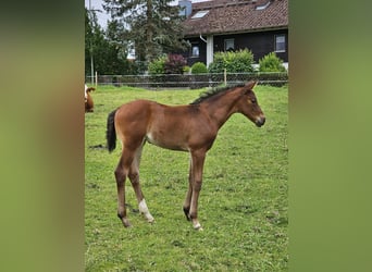 German Sport Horse, Mare, Foal (05/2024), Brown