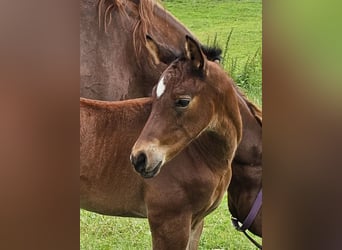 German Sport Horse, Mare, Foal (05/2024), Brown