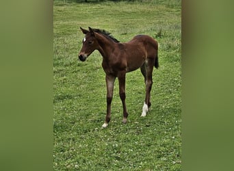 German Sport Horse, Mare, Foal (05/2024), Brown