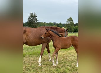 German Sport Horse, Mare, Foal (04/2024), Brown