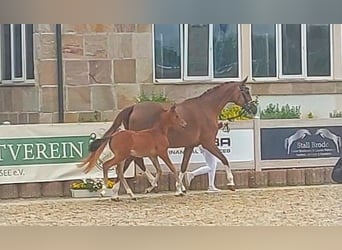 German Sport Horse, Mare, Foal (04/2024), Brown