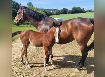 German Sport Horse, Mare, Foal (04/2026), Brown