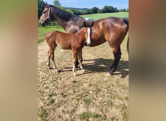 German Sport Horse, Mare, Foal (04/2026), Brown