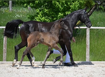 German Sport Horse, Mare, , Brown