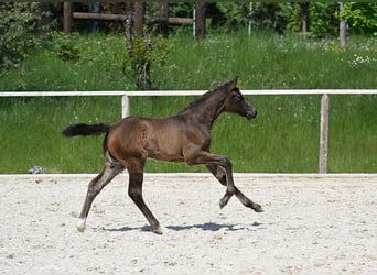 German Sport Horse, Mare, , Brown