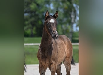 German Sport Horse, Mare, , Brown