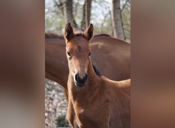 German Sport Horse, Mare, Foal (03/2026), Brown