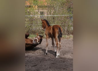 German Sport Horse, Mare, Foal (03/2026), Brown