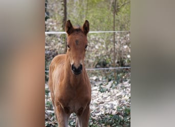 German Sport Horse, Mare, Foal (03/2026), Brown