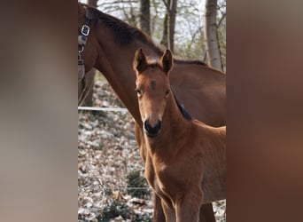 German Sport Horse, Mare, Foal (03/2026), Brown