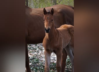 German Sport Horse, Mare, Foal (03/2026), Brown
