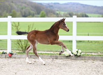 German Sport Horse, Mare, Foal (03/2024), Brown