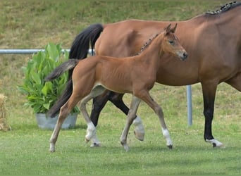 German Sport Horse, Mare, Foal (06/2025), Brown