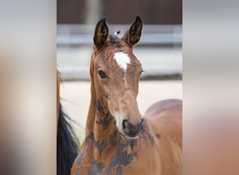 German Sport Horse, Mare, Foal (05/2025), Brown