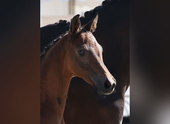 German Sport Horse, Mare, Foal (04/2025), Brown