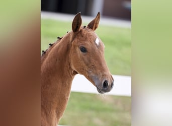 German Sport Horse, Mare, Foal (05/2025), Brown