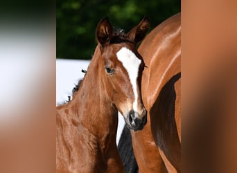 German Sport Horse, Mare, Foal (05/2025), Brown