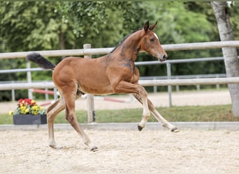 German Sport Horse, Mare, Foal (05/2025), Brown