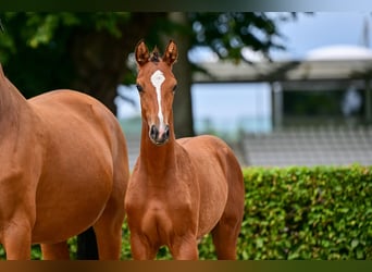 German Sport Horse, Mare, Foal (04/2026), Brown