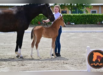 German Sport Horse, Mare, Foal (05/2024), Brown