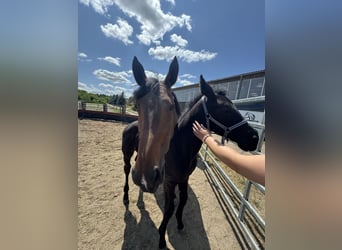 German Sport Horse, Mare, , Can be white