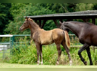 German Sport Horse, Mare, Foal (03/2025), Chestnut
